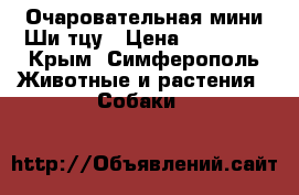 Очаровательная мини Ши-тцу › Цена ­ 13 000 - Крым, Симферополь Животные и растения » Собаки   